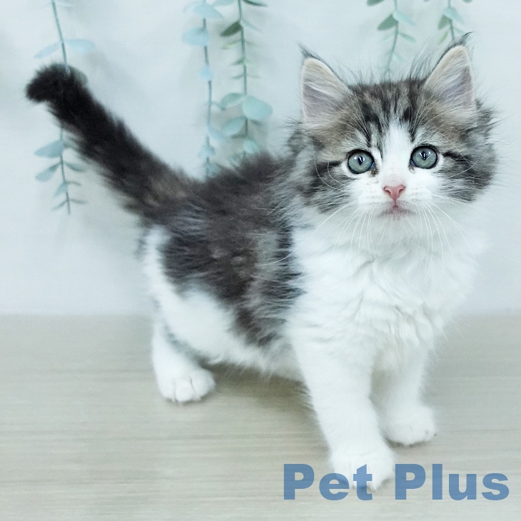 ノルウェージャンフォレストキャット