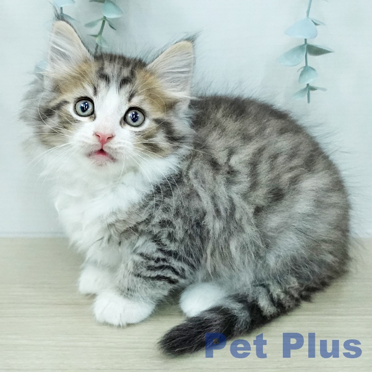 ノルウェージャンフォレストキャット
