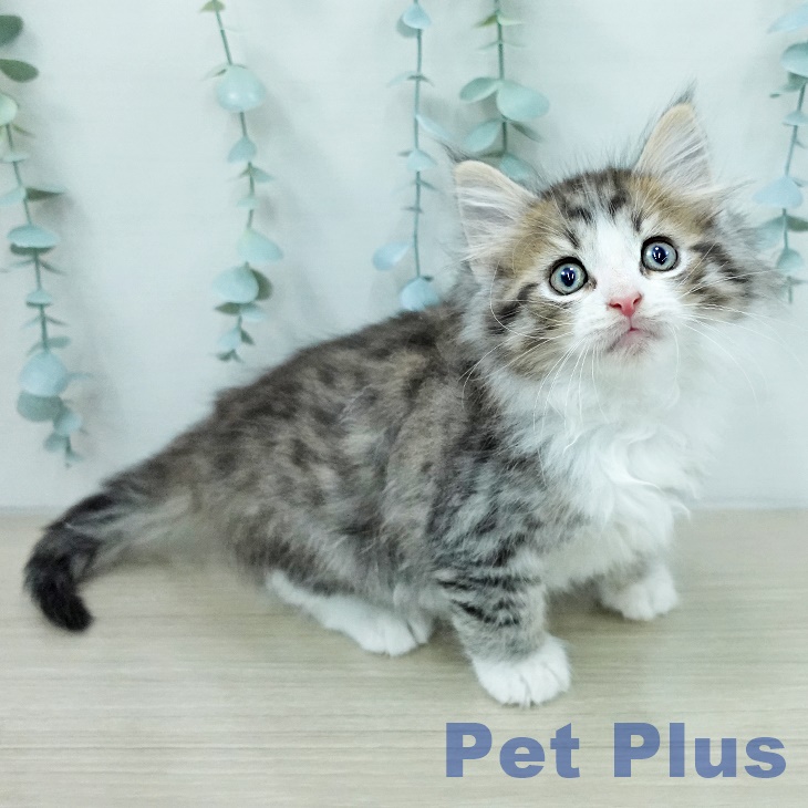 ノルウェージャンフォレストキャットの写真2
