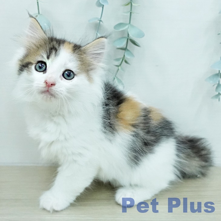 ノルウェージャンフォレストキャット