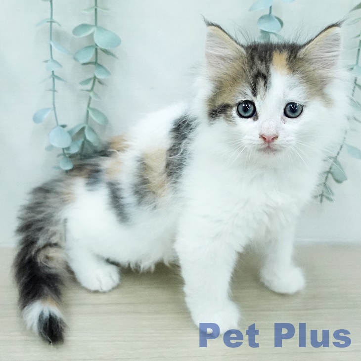 ノルウェージャンフォレストキャットの写真2