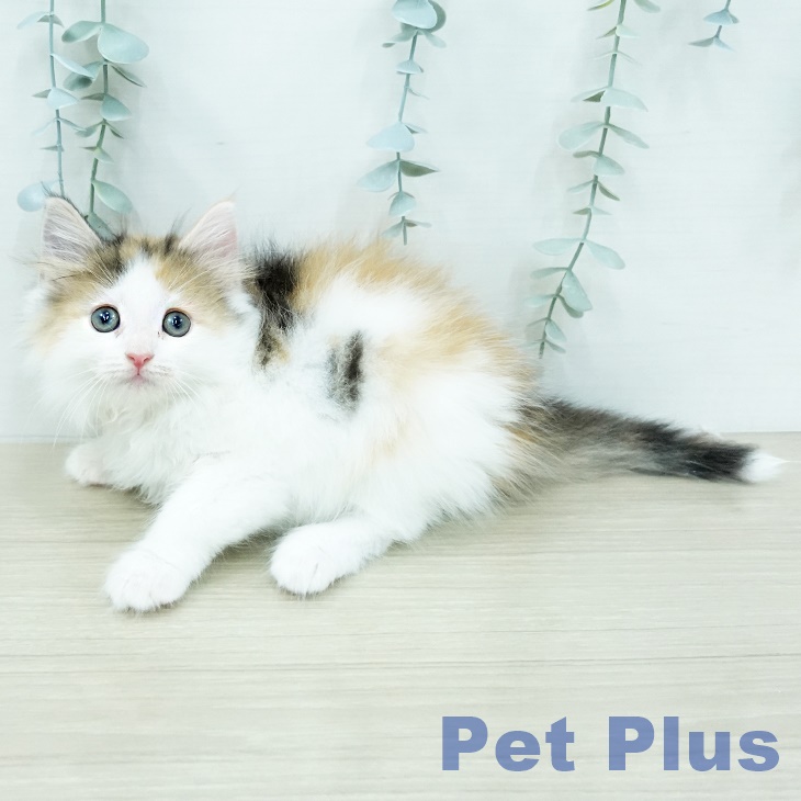 ノルウェージャンフォレストキャットの写真2