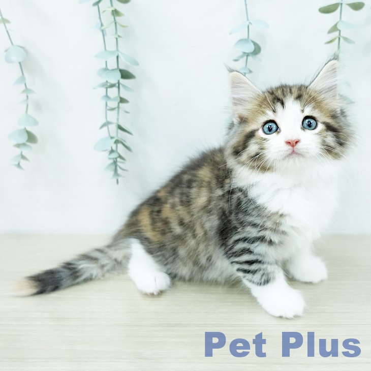 ノルウェージャンフォレストキャット