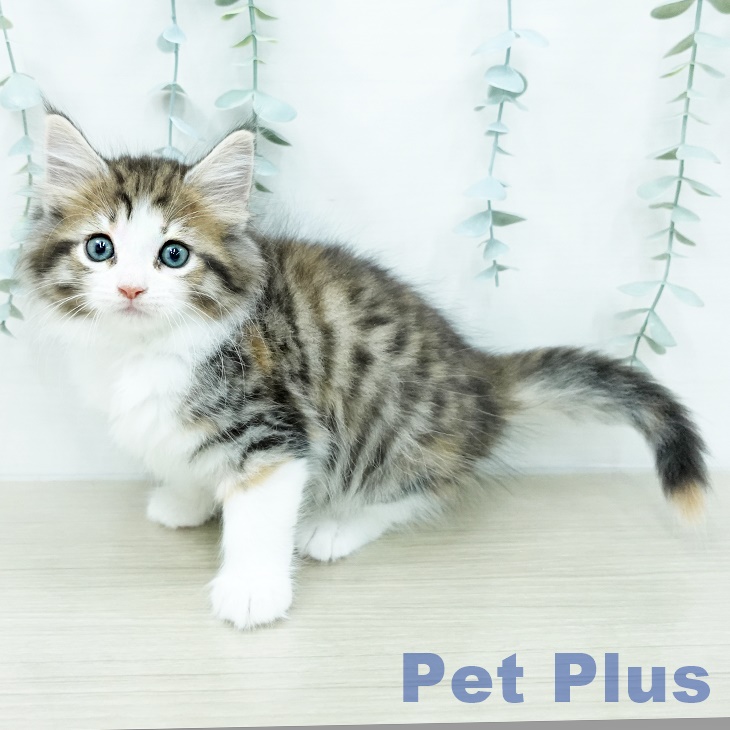ノルウェージャンフォレストキャットの写真2