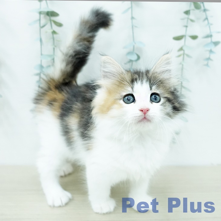 ノルウェージャンフォレストキャットの写真2