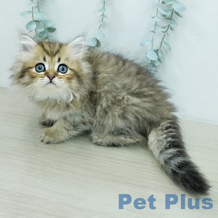 ペルシャ