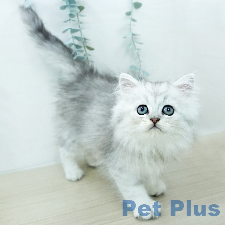 ペルシャ