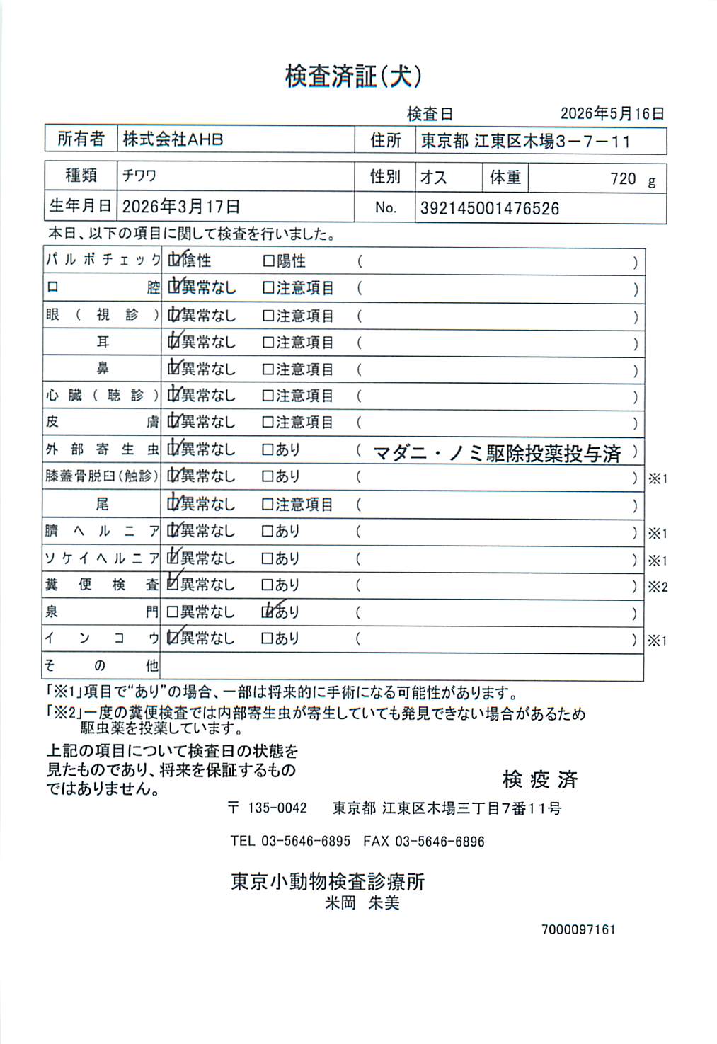 チワワ