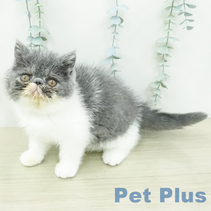 エキゾチック
