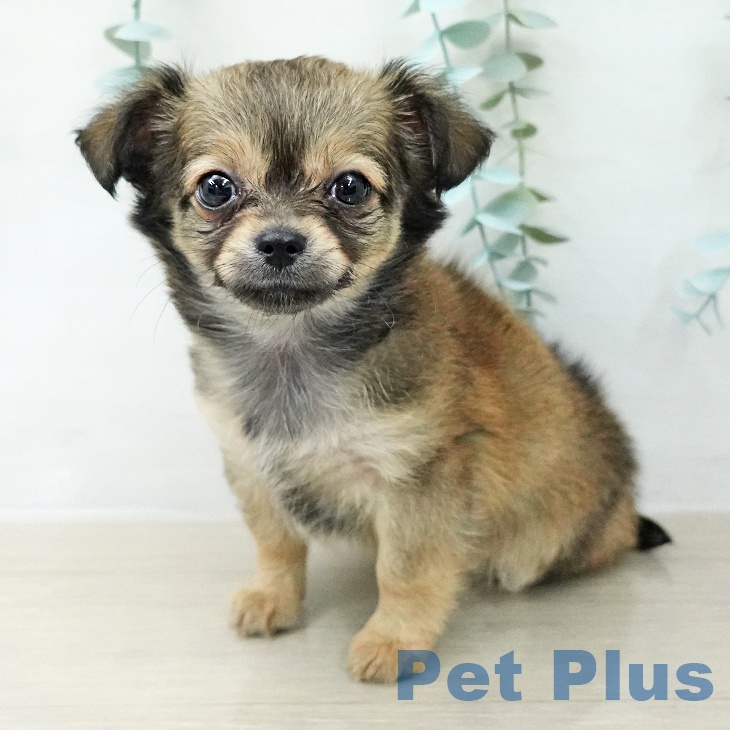 チワワの写真2