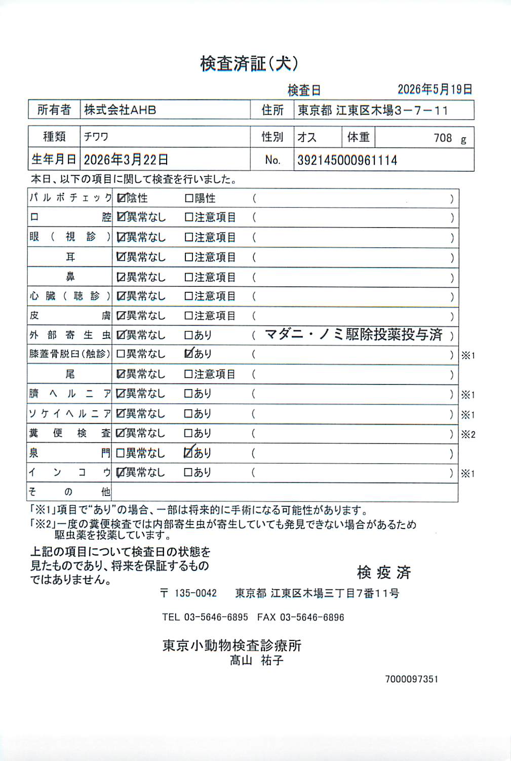 チワワ