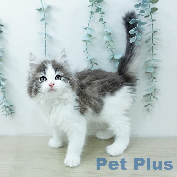 ノルウェージャンフォレストキャットの写真2