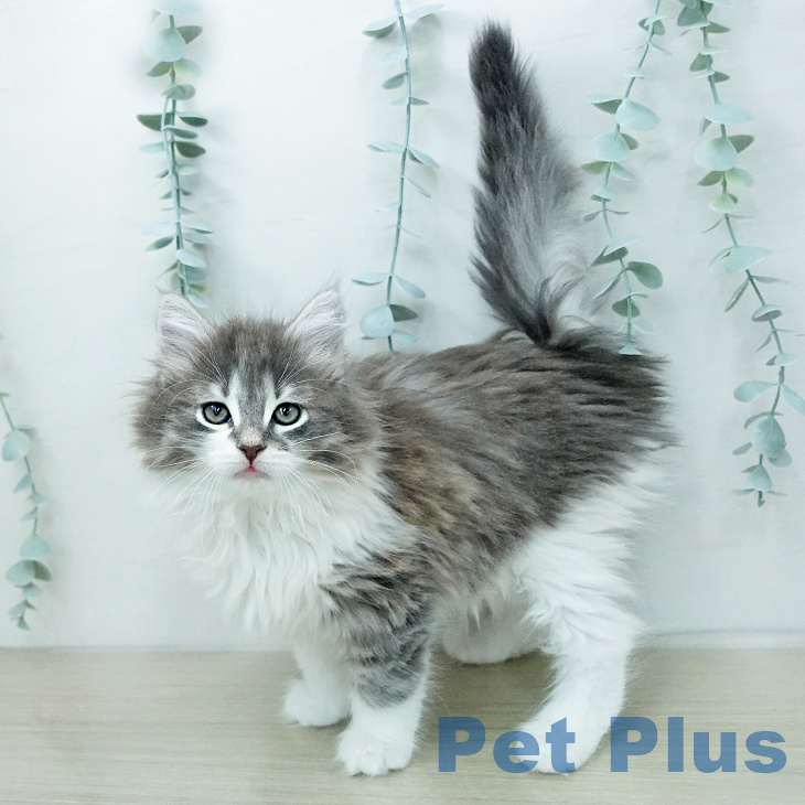 ノルウェージャンフォレストキャット