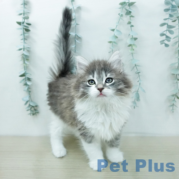 ノルウェージャンフォレストキャットの写真2