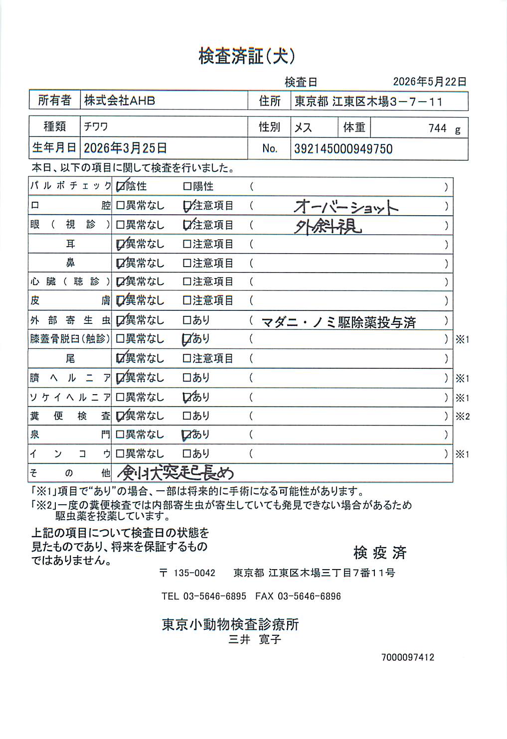 チワワ