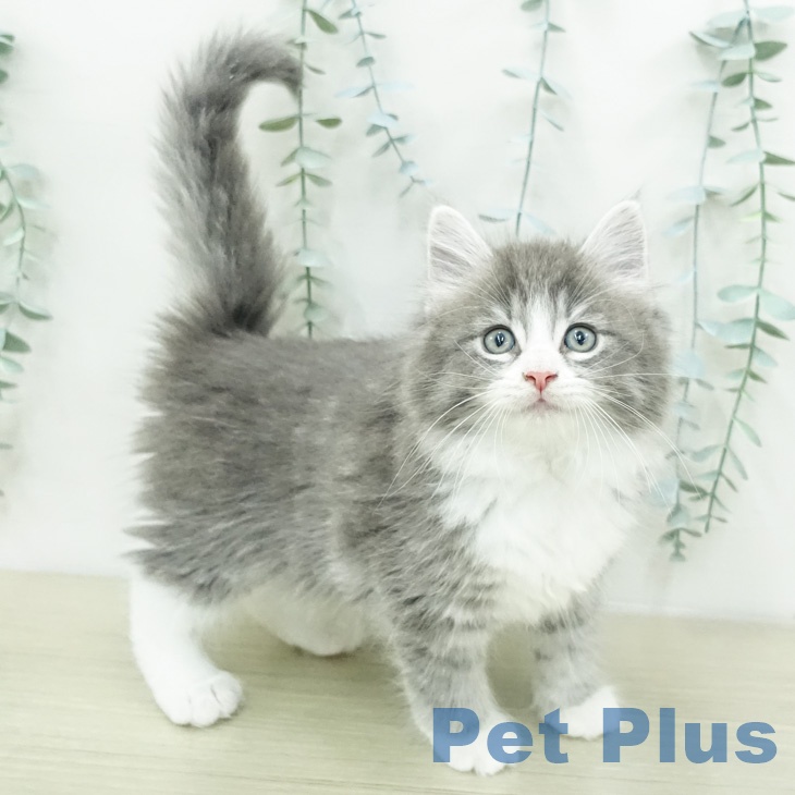 ノルウェージャンフォレストキャット