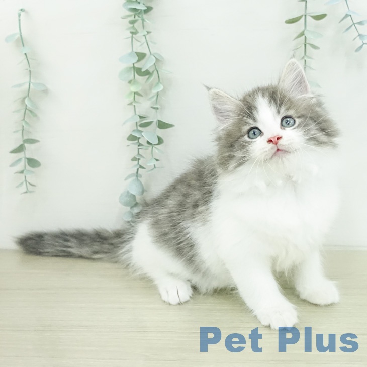 ノルウェージャンフォレストキャットの写真2