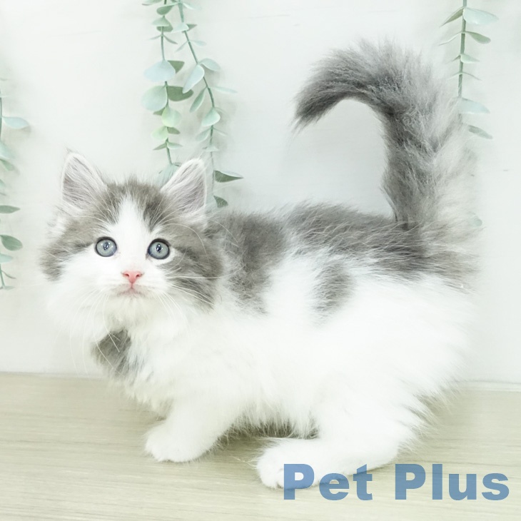 ノルウェージャンフォレストキャットの写真2