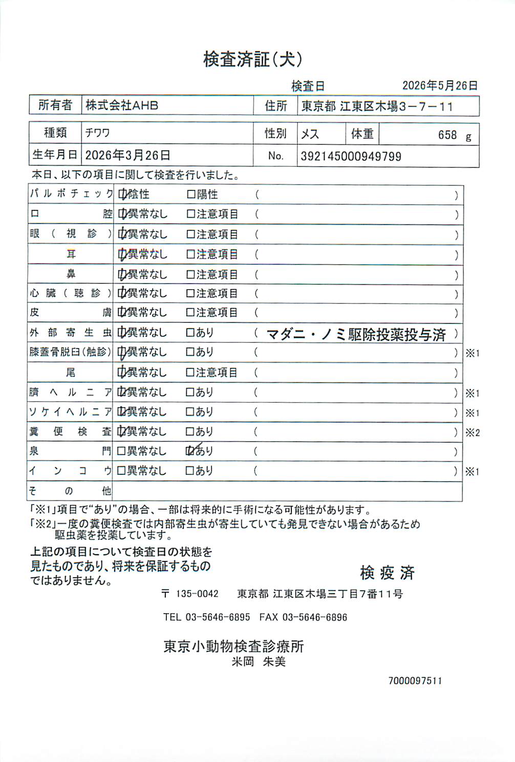 チワワ
