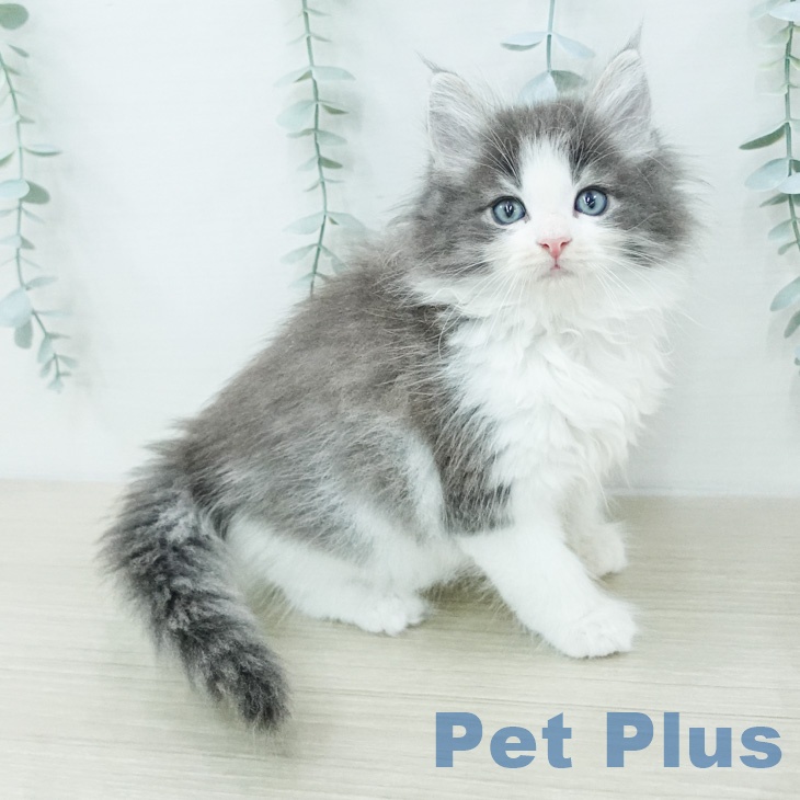 ノルウェージャンフォレストキャットの写真1