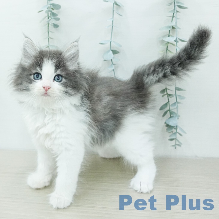 ノルウェージャンフォレストキャットの写真2