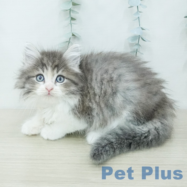 ノルウェージャンフォレストキャットの写真2