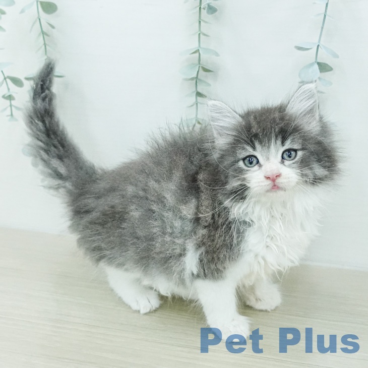 ノルウェージャンフォレストキャット