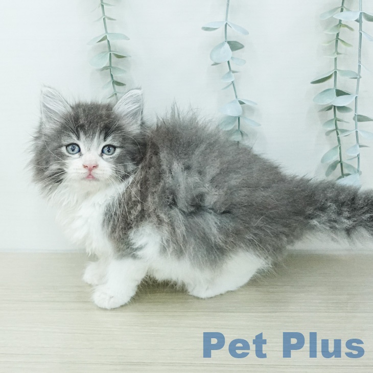ノルウェージャンフォレストキャット