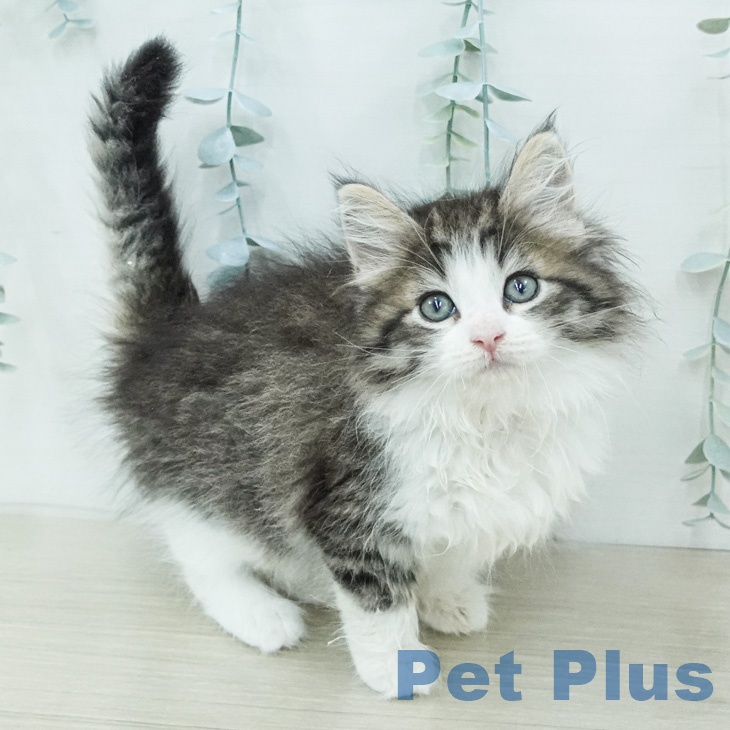 ノルウェージャンフォレストキャットの写真1