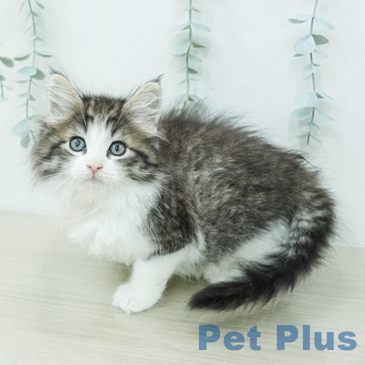 ノルウェージャンフォレストキャットの写真2
