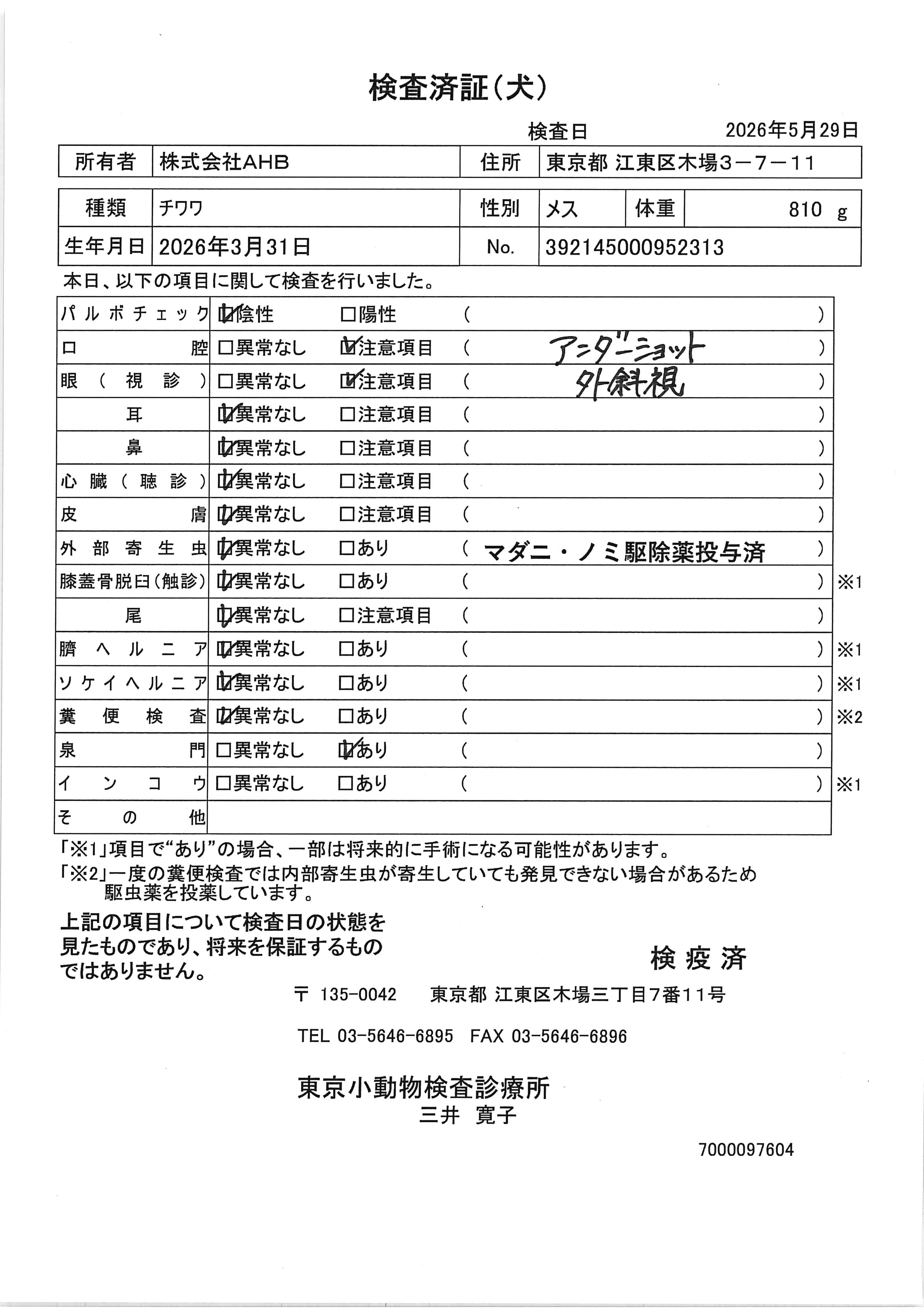 チワワ