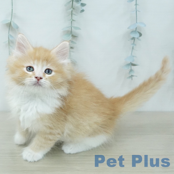 ノルウェージャンフォレストキャットの写真2