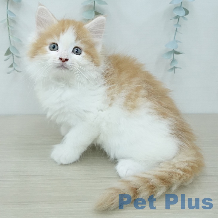 ノルウェージャンフォレストキャット
