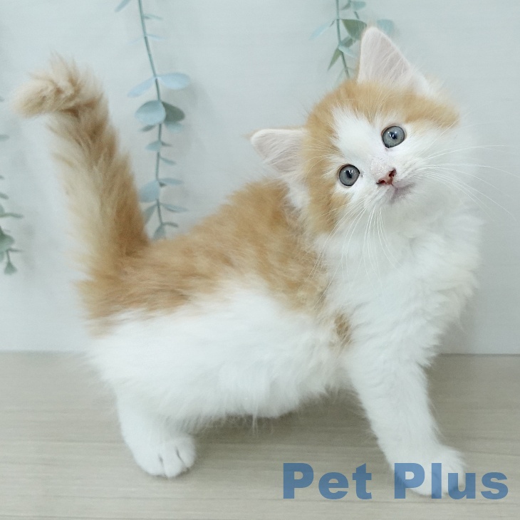 ノルウェージャンフォレストキャットの写真2