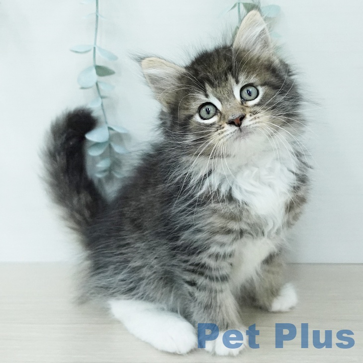 ノルウェージャンフォレストキャットの写真2