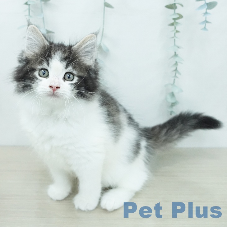 ノルウェージャンフォレストキャットの写真2