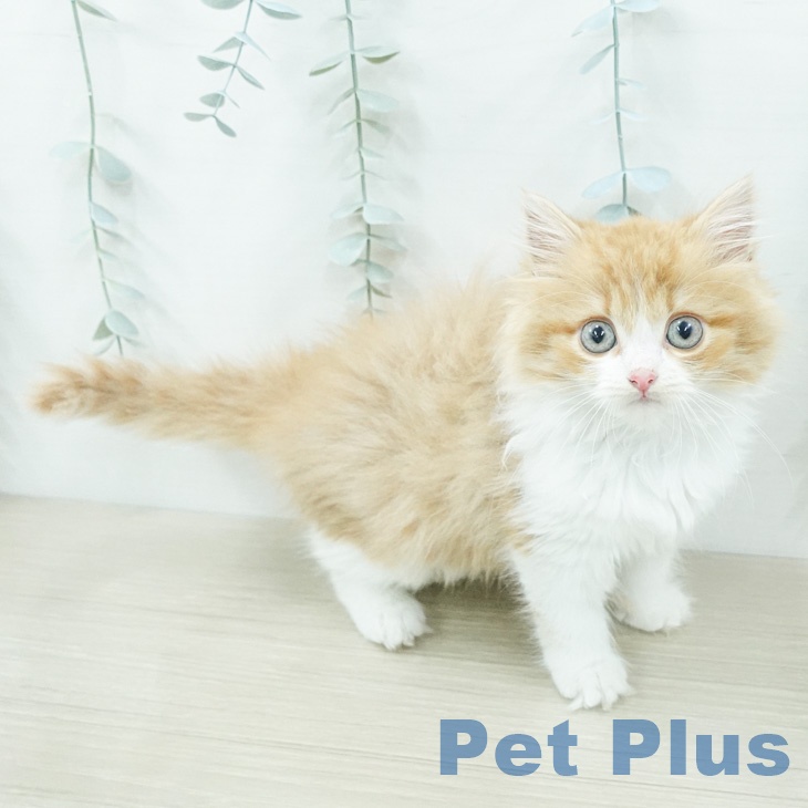 ラガマフィン