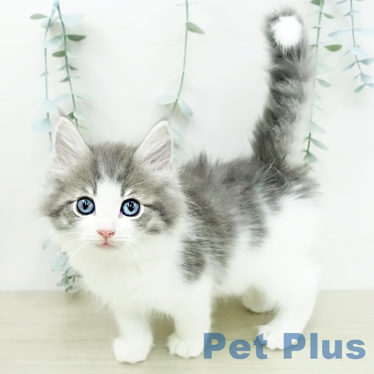 ノルウェージャンフォレストキャット