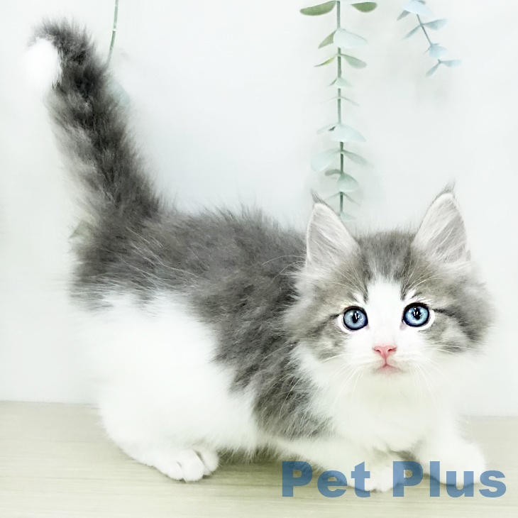 ノルウェージャンフォレストキャットの写真2