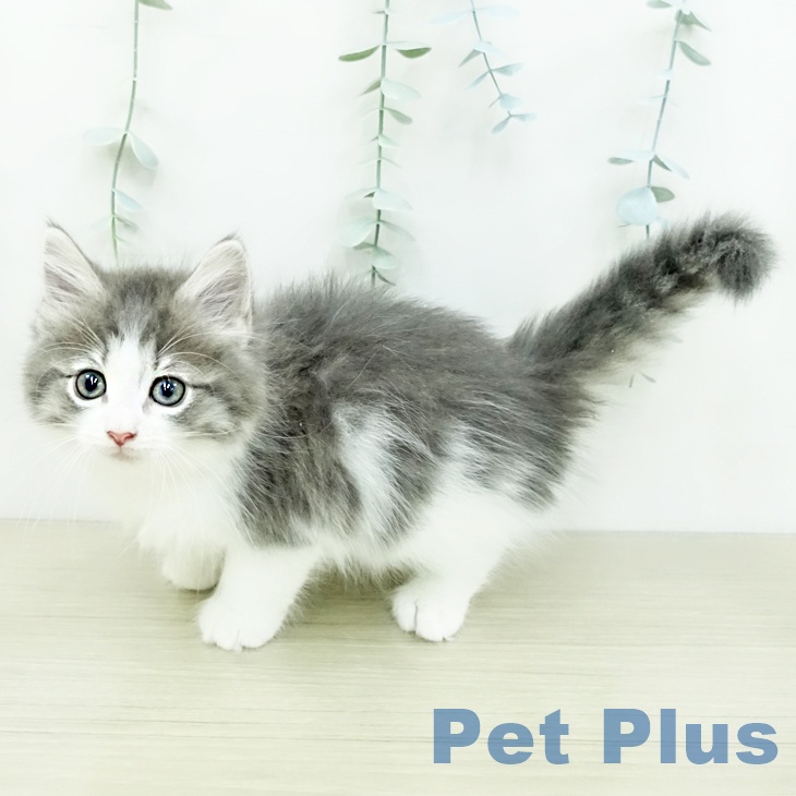ノルウェージャンフォレストキャットの写真2