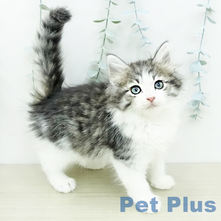 ノルウェージャンフォレストキャット