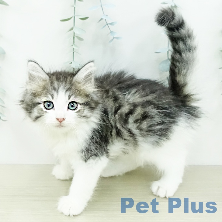 ノルウェージャンフォレストキャットの写真2