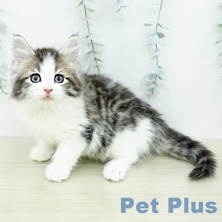 ノルウェージャンフォレストキャット