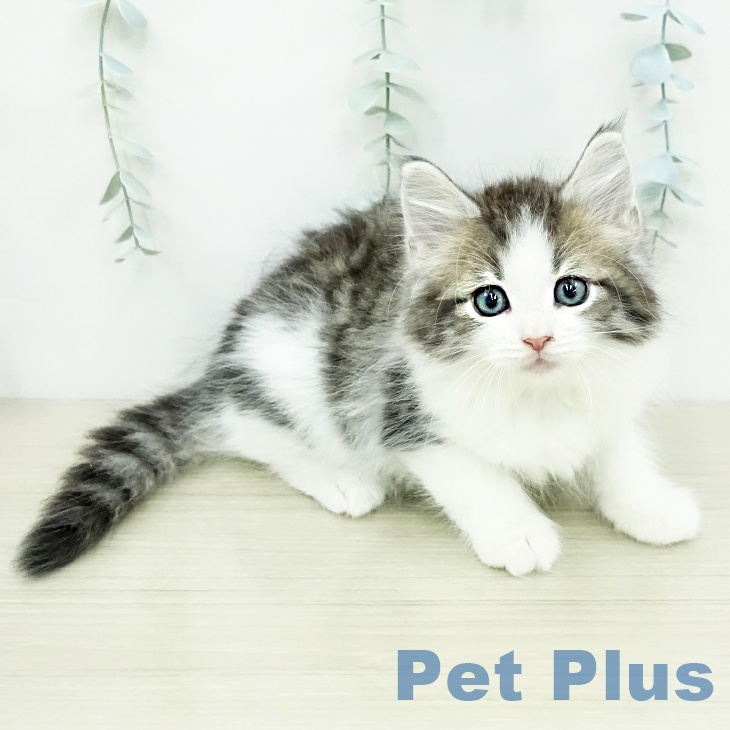 ノルウェージャンフォレストキャットの写真2