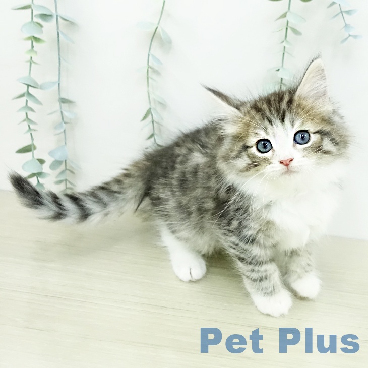 ノルウェージャンフォレストキャット