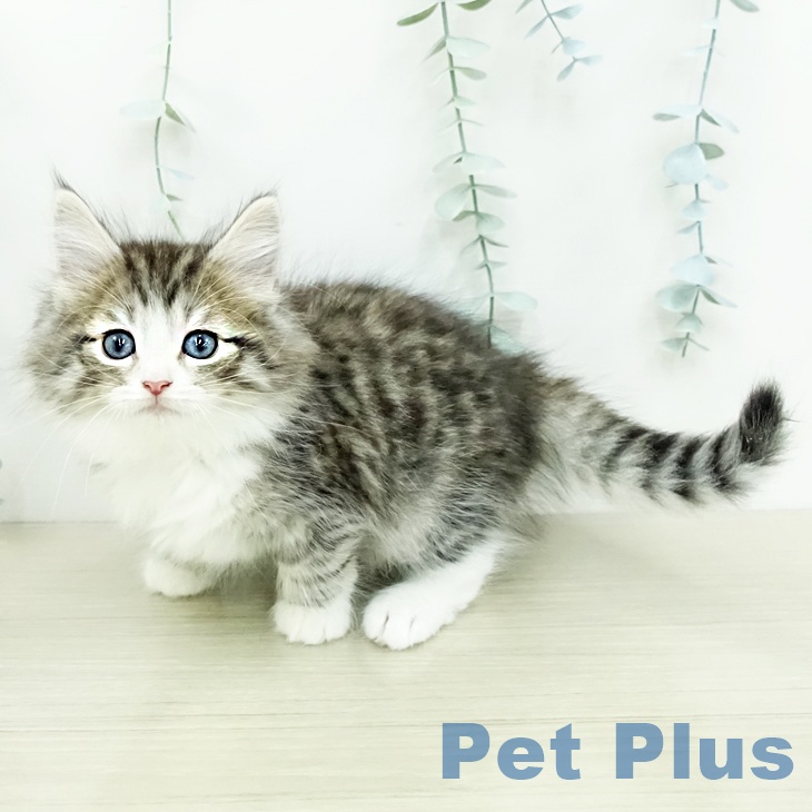 ノルウェージャンフォレストキャット