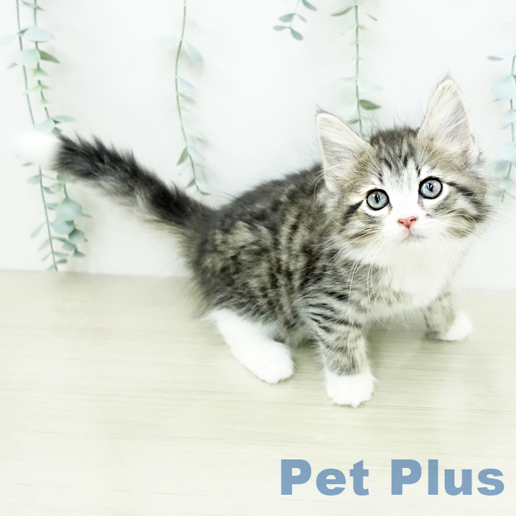 ノルウェージャンフォレストキャットの写真2