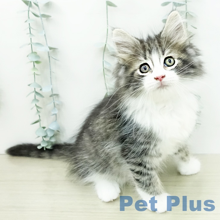 ノルウェージャンフォレストキャット