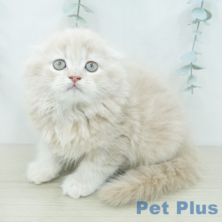 スコティッシュフォールドの写真2