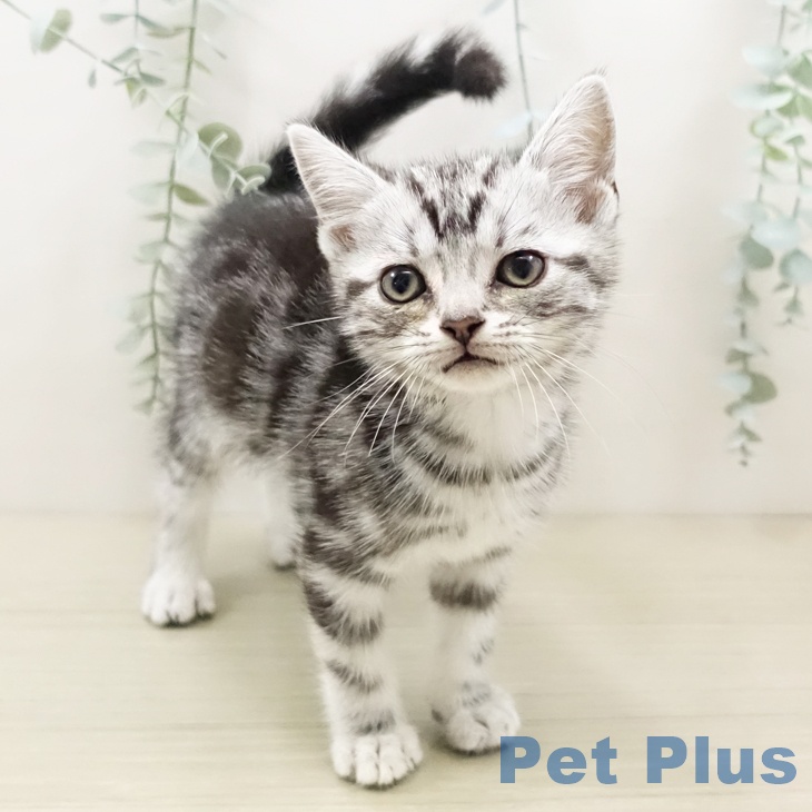 アメリカンショートヘアの写真2